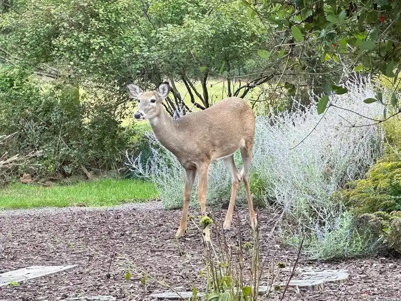 Wildlife Encounters That Make Every Visit Memorable