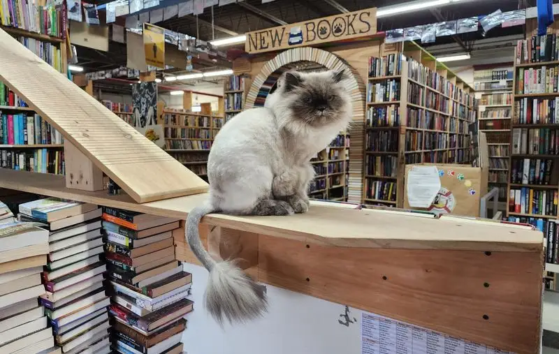 Meet The Resident Royalty: Cats, Care, And Community