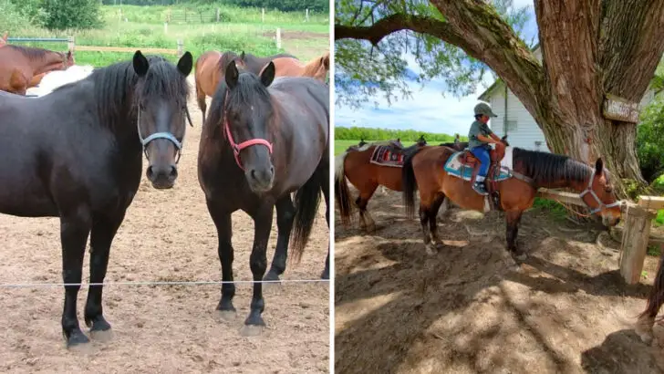 A Horseback Riding Experience Through Michigan Forests That Feels Timeless