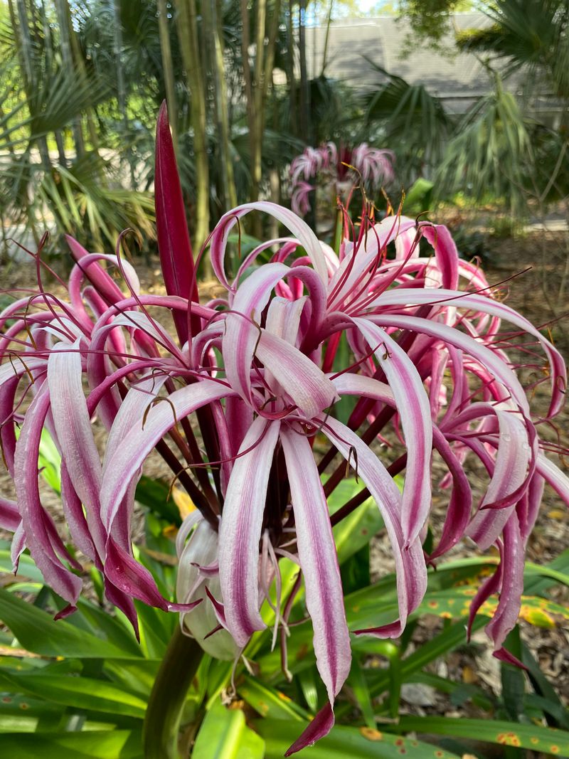 Garden Highlights: Tropical and Rare Plantings