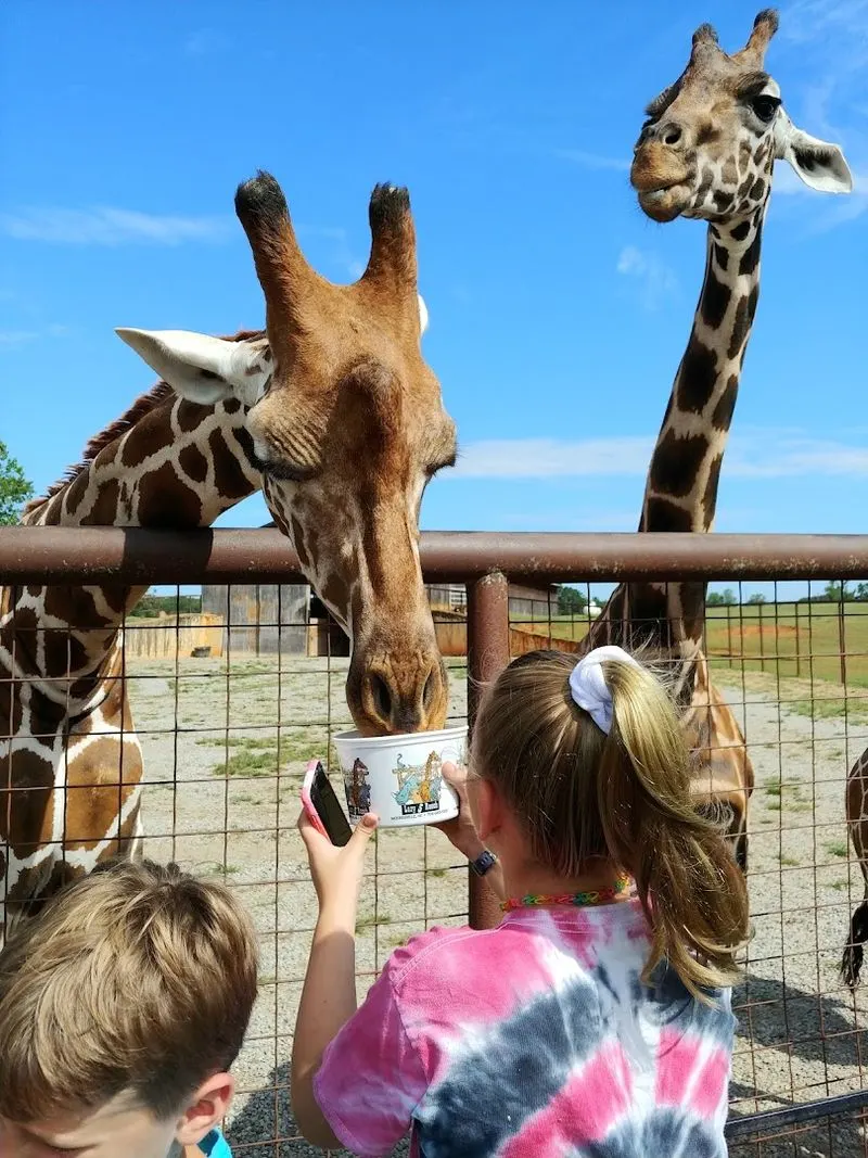 The Petting Zoo Experience