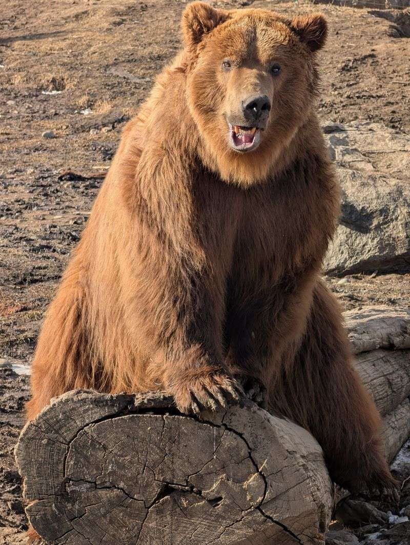 Max: The Gentle Giant