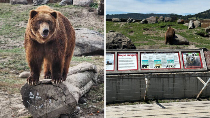 A Quiet Grizzly Bear Sanctuary In Montana Lets You Stand Just Feet Away From Rescued Bears
