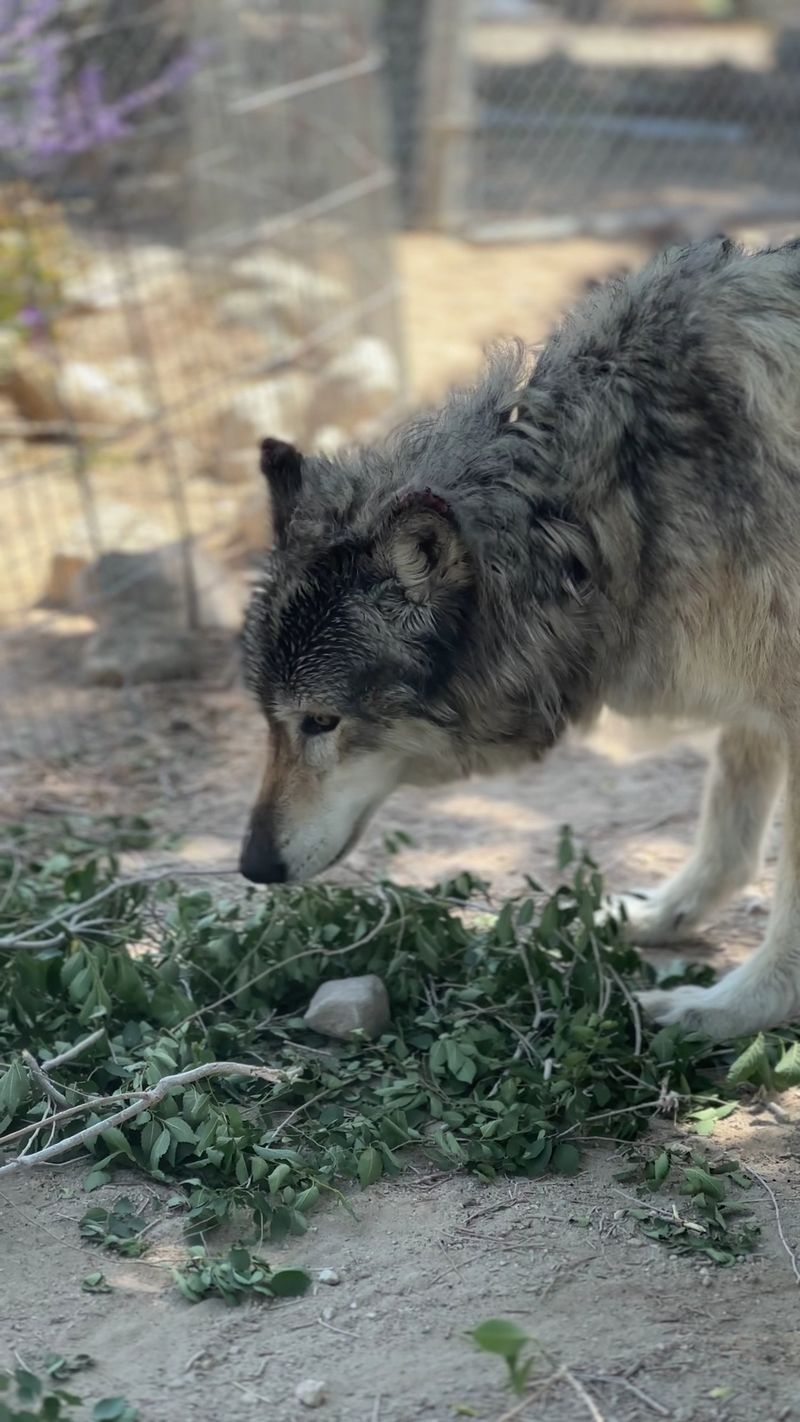 The Role of Volunteers