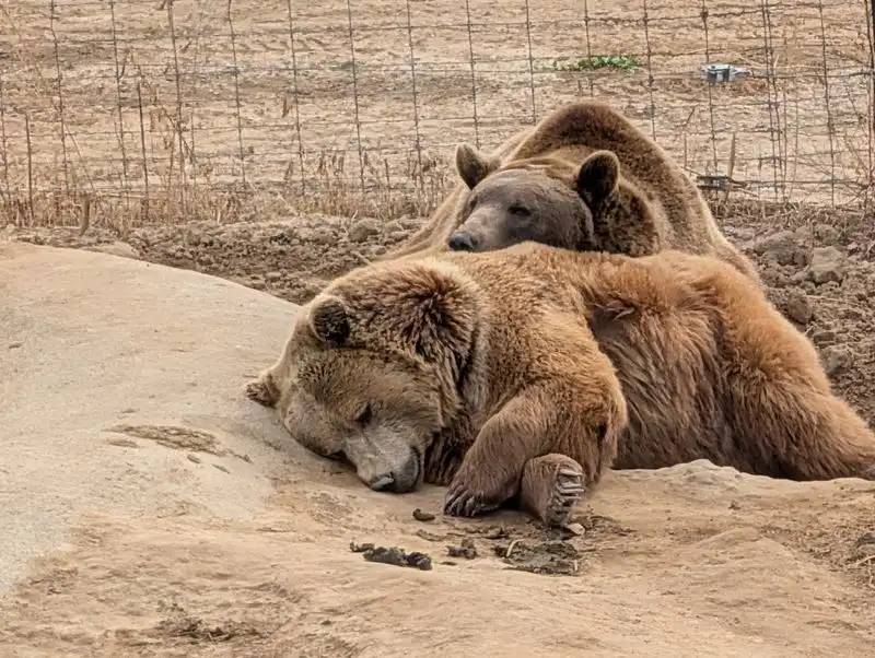 The Mission: Rescue and Rehabilitation