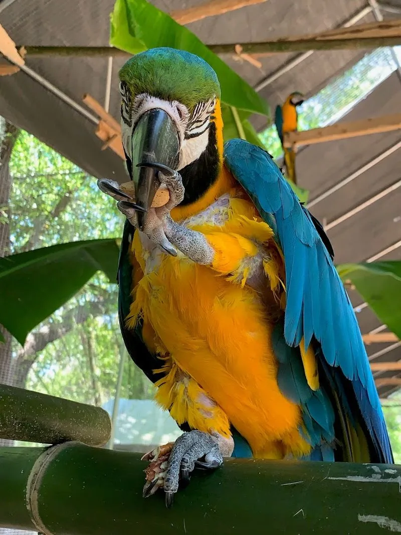 Magic: The Heart of Zaksee