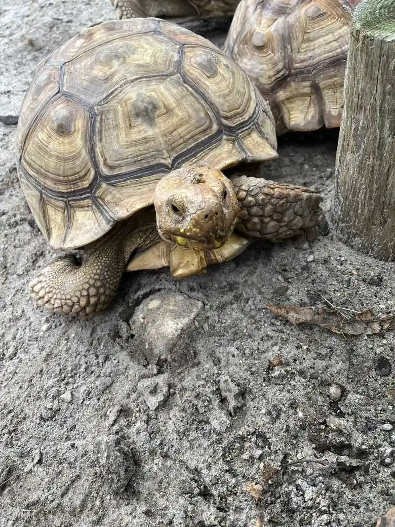 Feeding Tortoises