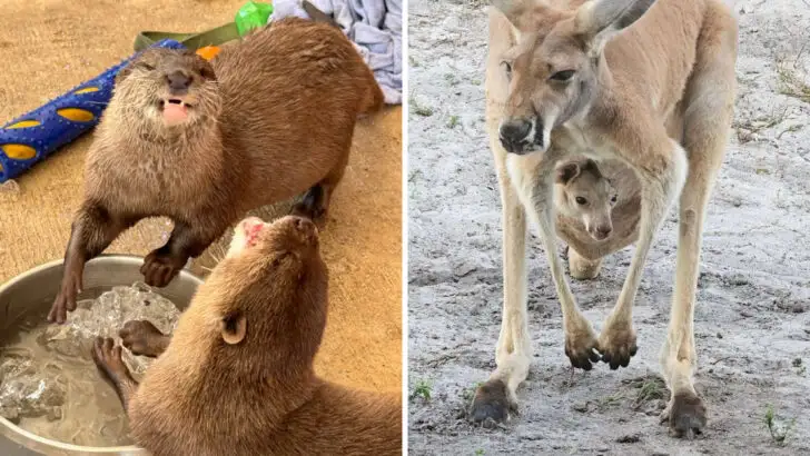 A Small Wildlife Park In Florida Lets You Sit On The Floor And Play With Otters, Then Cuddle A Kangaroo