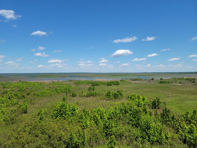 The setting: Paynes Prairie Preserve State Park
