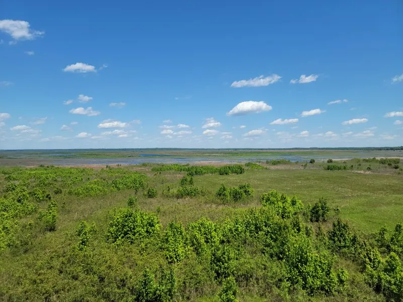 The setting: Paynes Prairie Preserve State Park