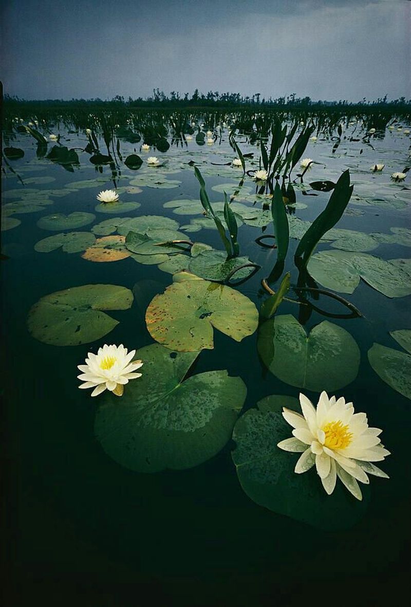 Witnessing Nature&rsquo;s Cycles