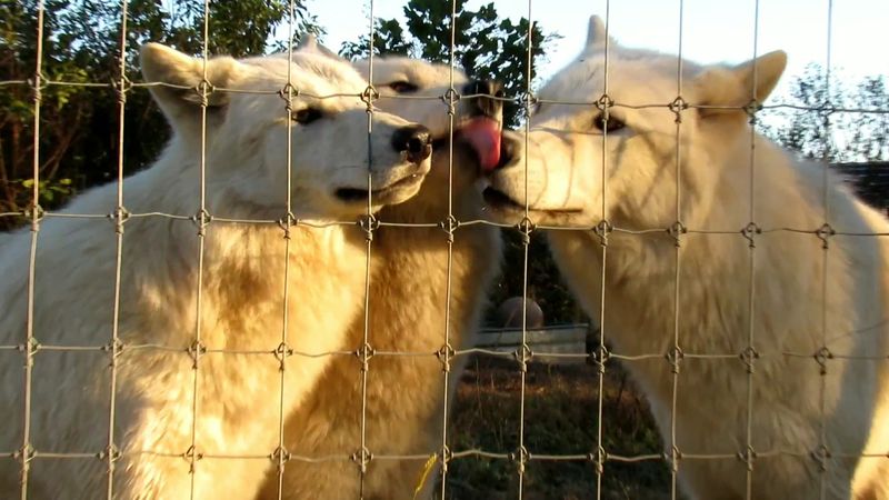 Wildlife Art Classes