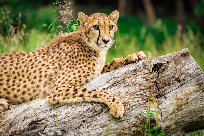 Cheetah Drive and Ambassador Experience