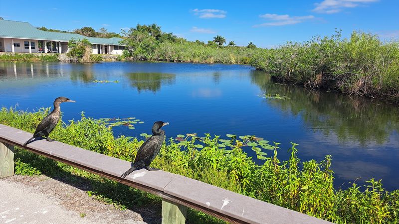 The Anhinga Bird: The Trail's Feathered Namesake