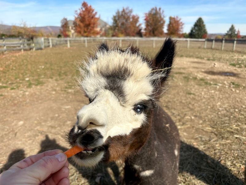 Feeding Time With Carrots