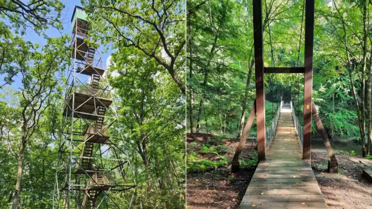 An 8,500-acre Pennsylvania state forest has a fire tower with views that feel quietly impressive