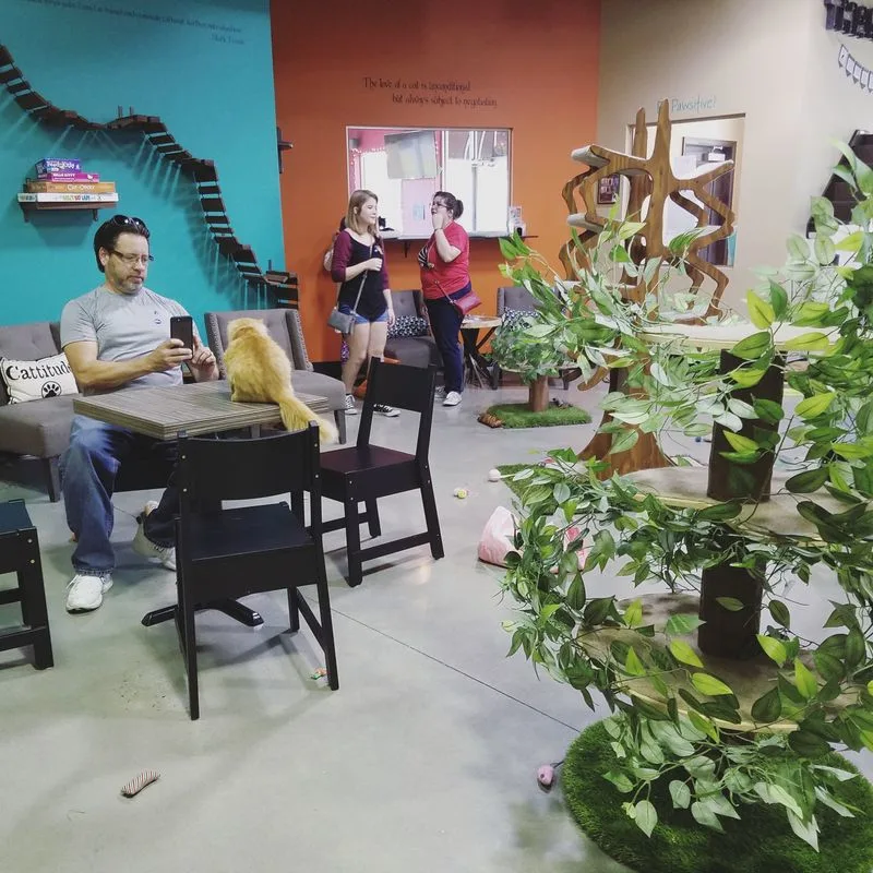 How the Cat Lounge Works