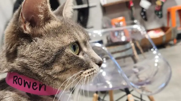 A Florida caf&eacute; where spending time with cats is the main attraction