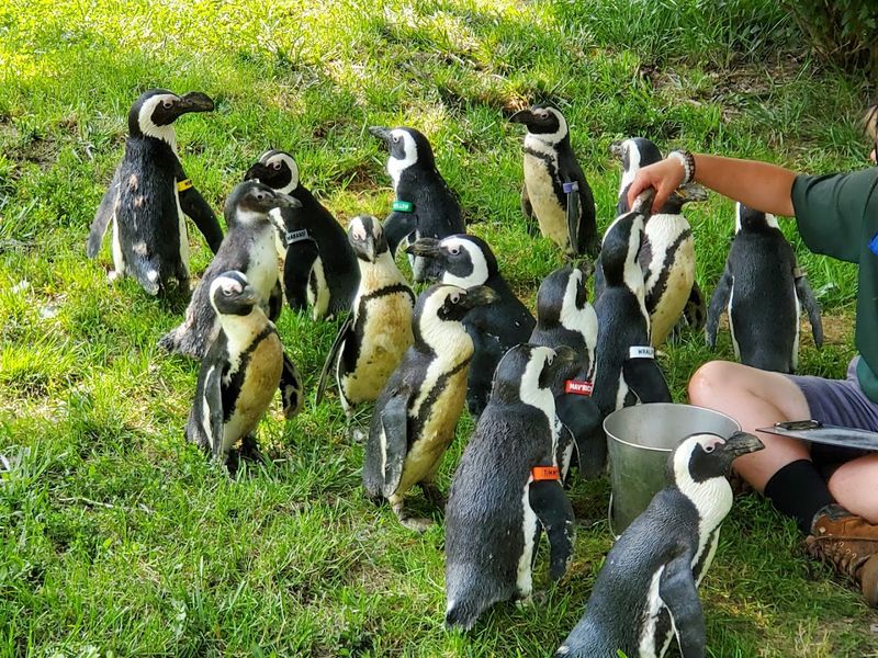 Penguin Encounter