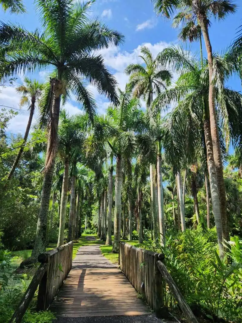 Palms, Ferns, and Native Florida Flora