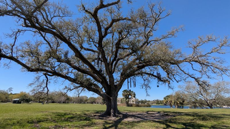 The Singing Oak &mdash; New Orleans