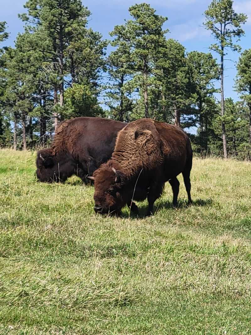 Animals you will likely see