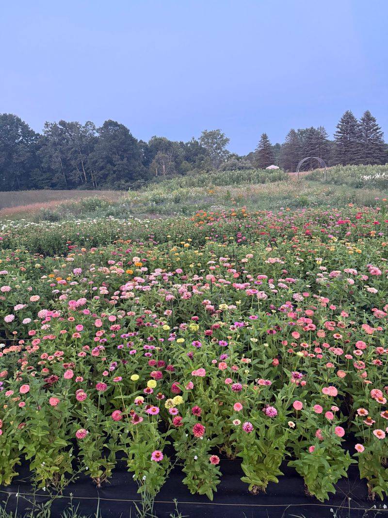 Hazelwood Flower Farm — Oakland Township
