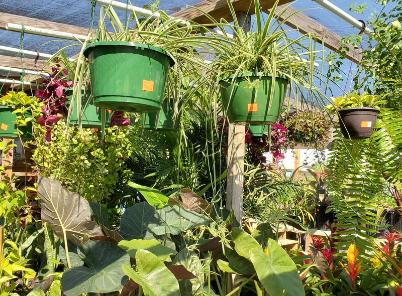 Plants, produce, and a touch of green