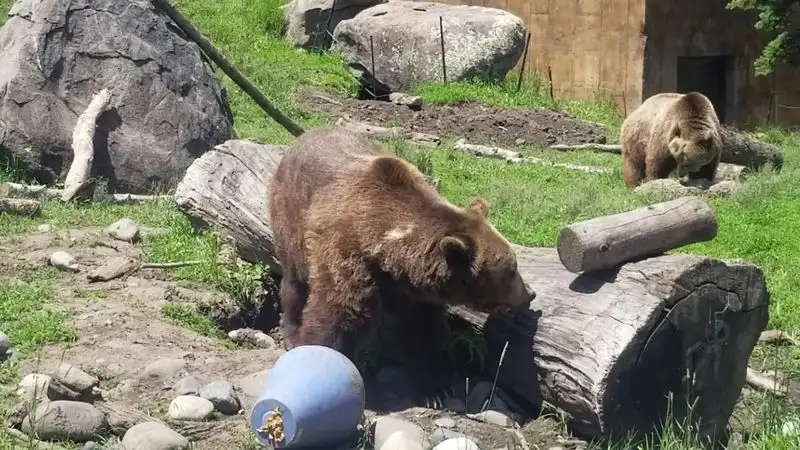 Maggie: The Curious Explorer