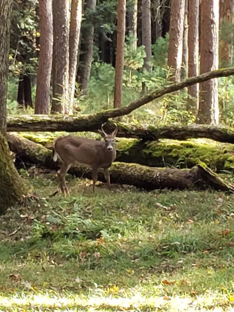 Wildlife Watching and Safety