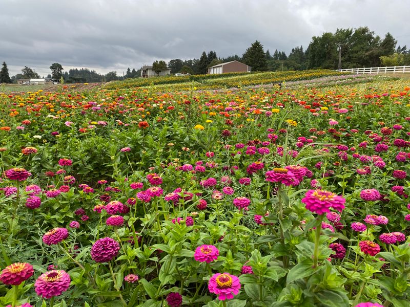 Multnomah Farms U-Pick Flowers &mdash; Sauvie Island, OR
