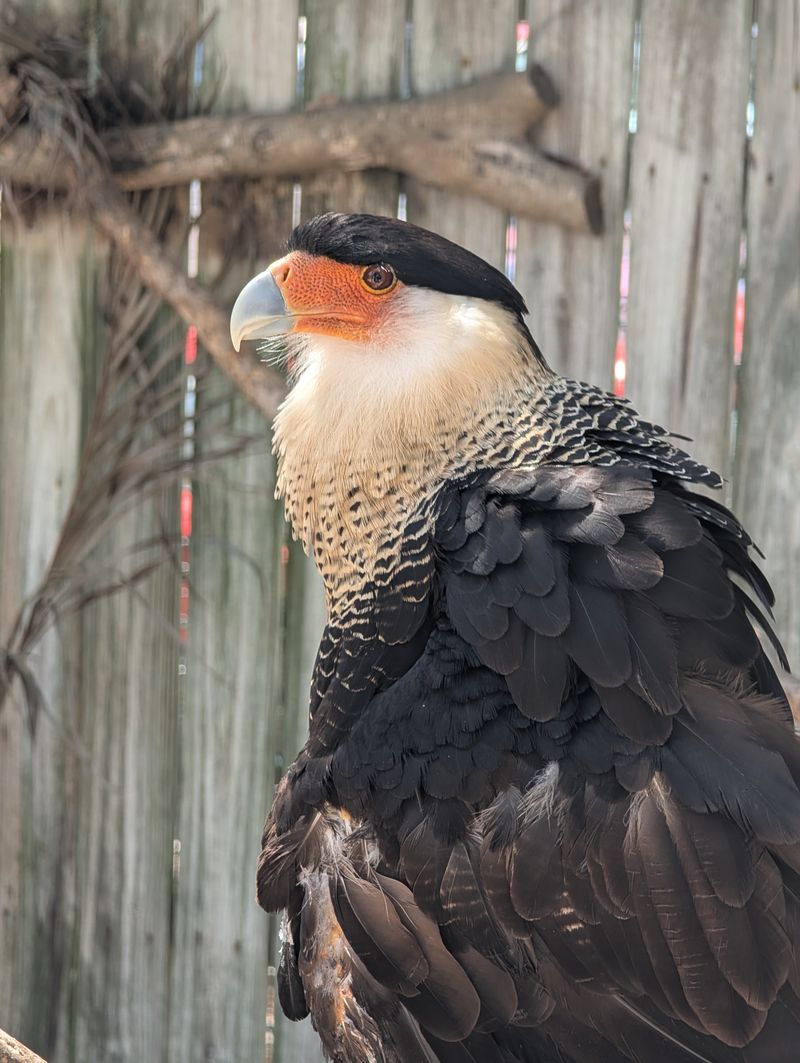 Self-Guided Bird Walks