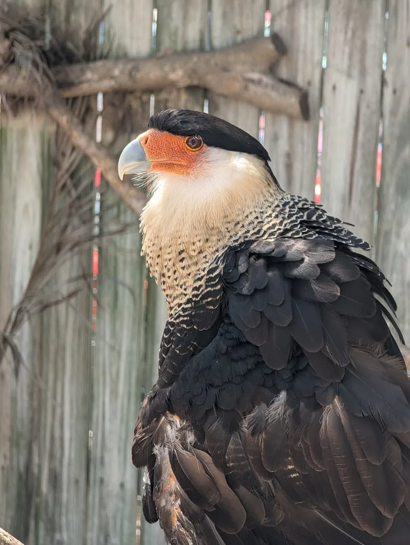 Self-Guided Bird Walks