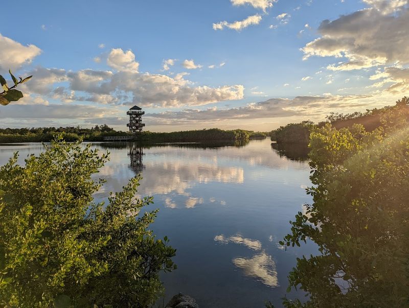 The Enchanting Mangrove Forest