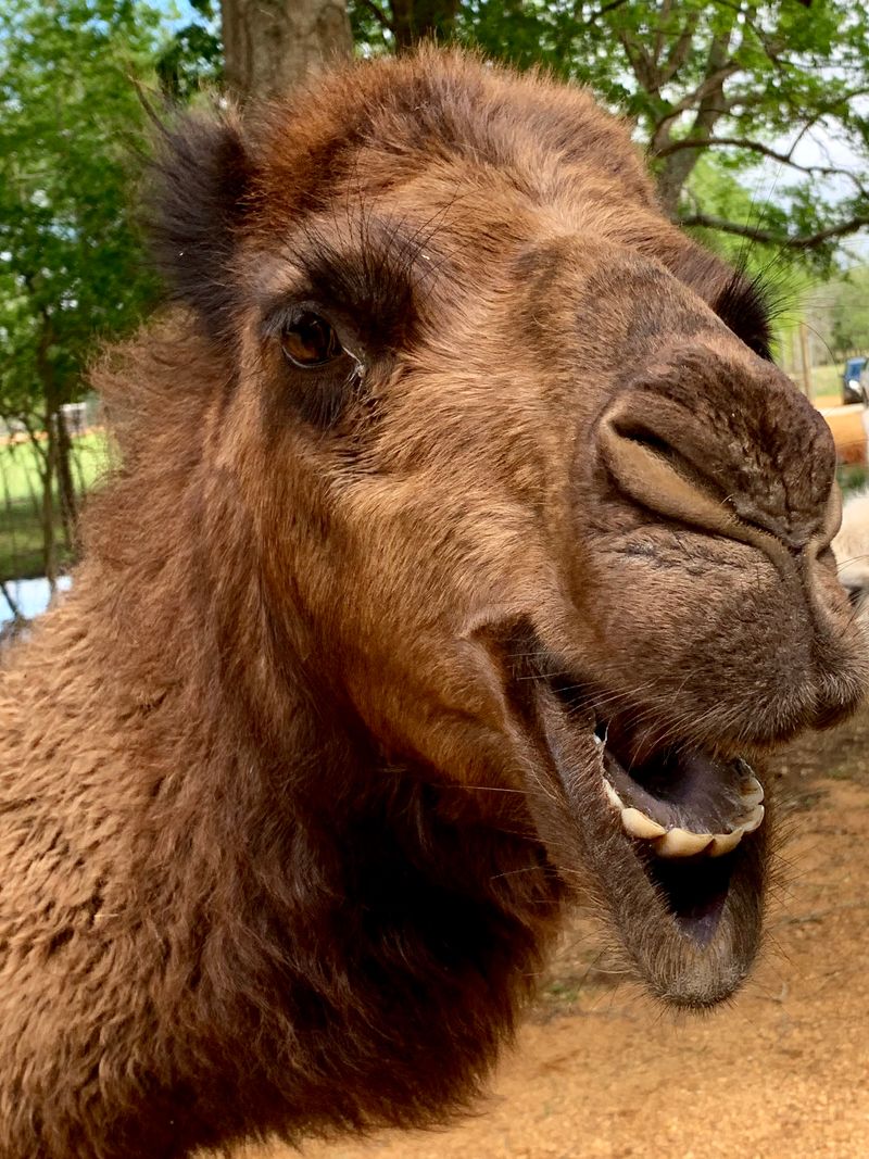 Llamas: The Quirky Companions