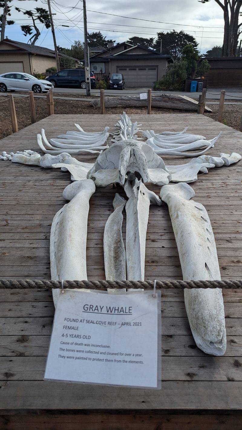The Whale Skeleton Exhibit