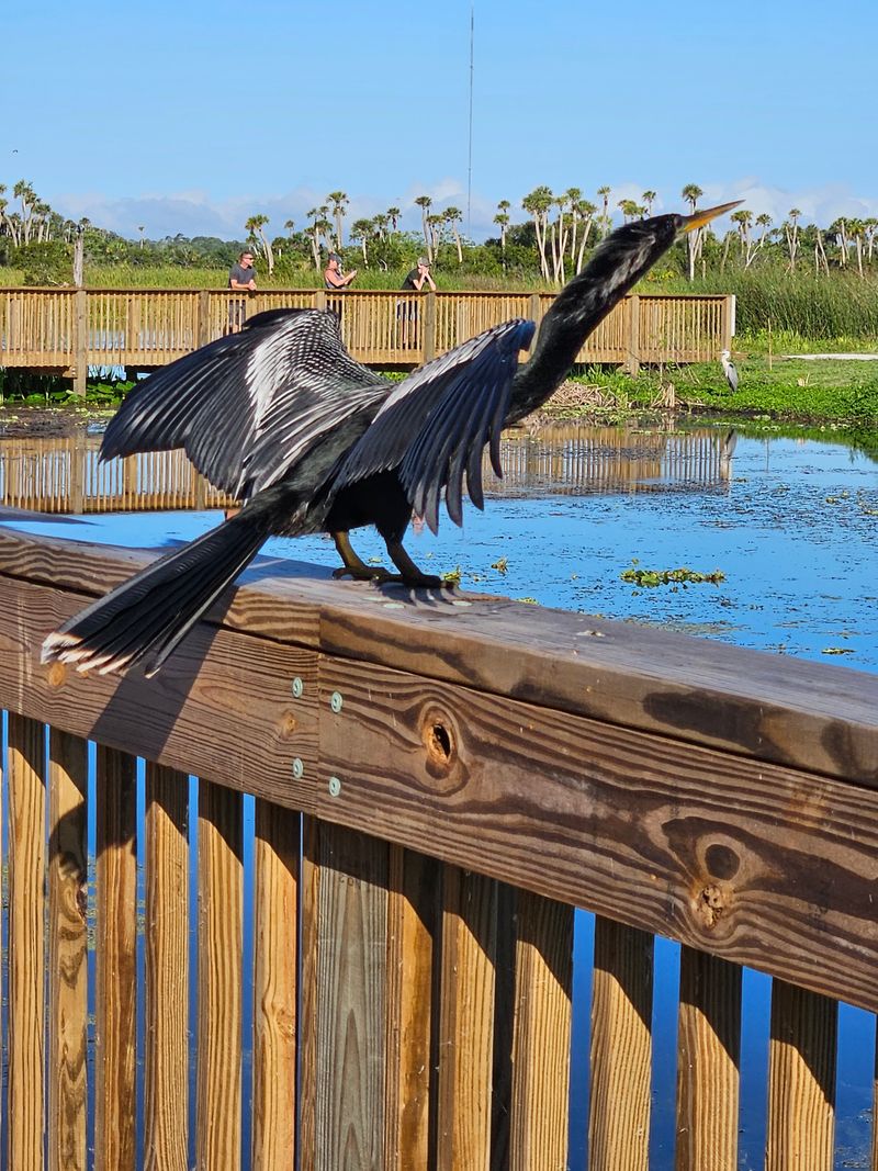 Respectful Birding Etiquette and Safety