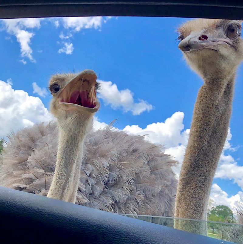 Emus: Flightless Curiosities