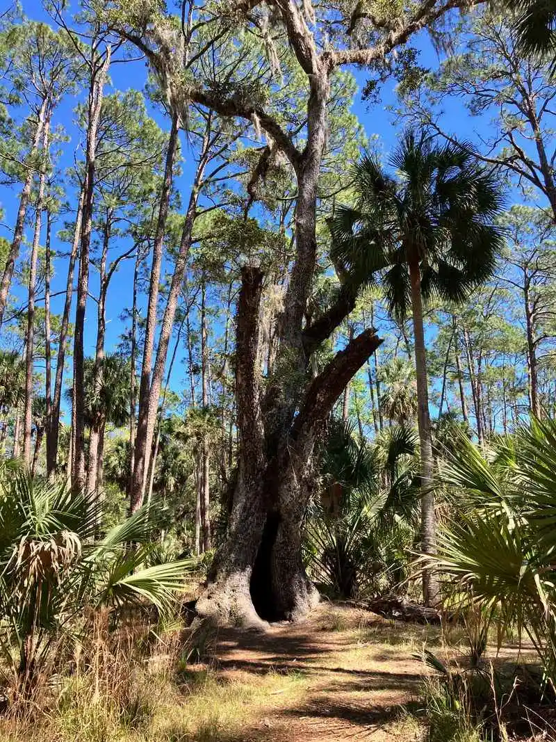 Whispers of the Bulow Plantation Past