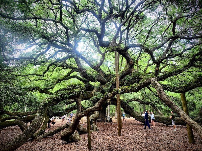 Angel Oak Tree