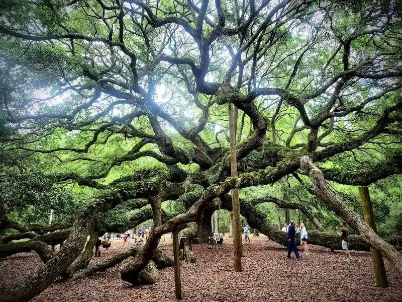 Angel Oak Tree