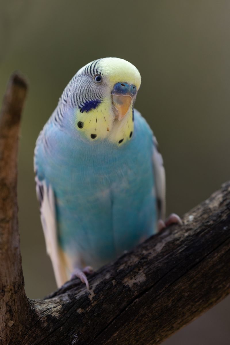 Budgies: Colorful Aviary Delights