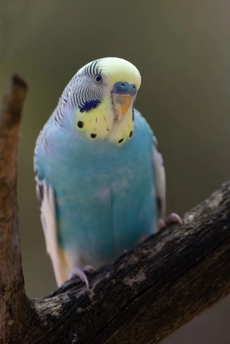 Budgies: Colorful Aviary Delights