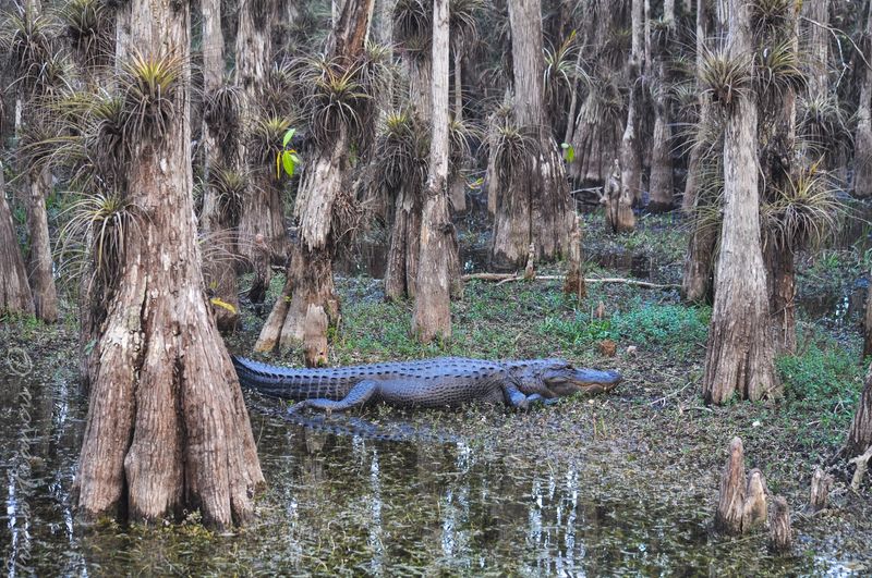 Photographing Florida's Untamed Beauty