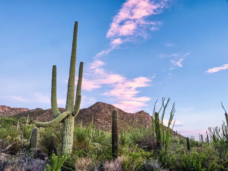 Saguaro National Park (West District)