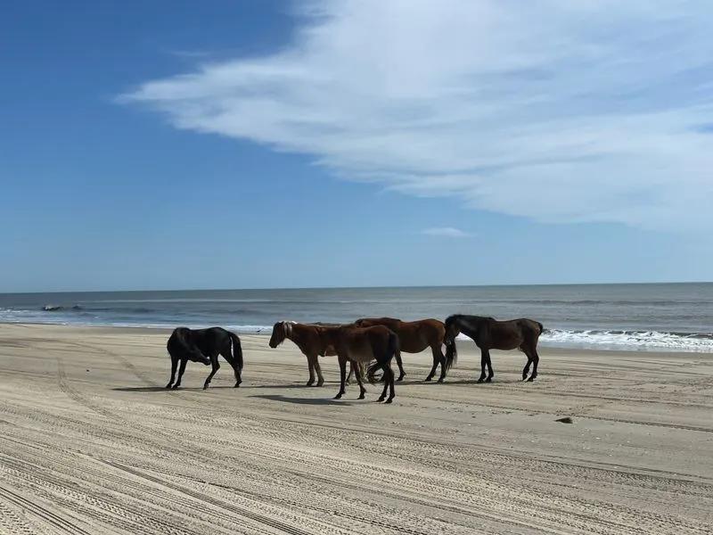 Wild Horses of Corolla