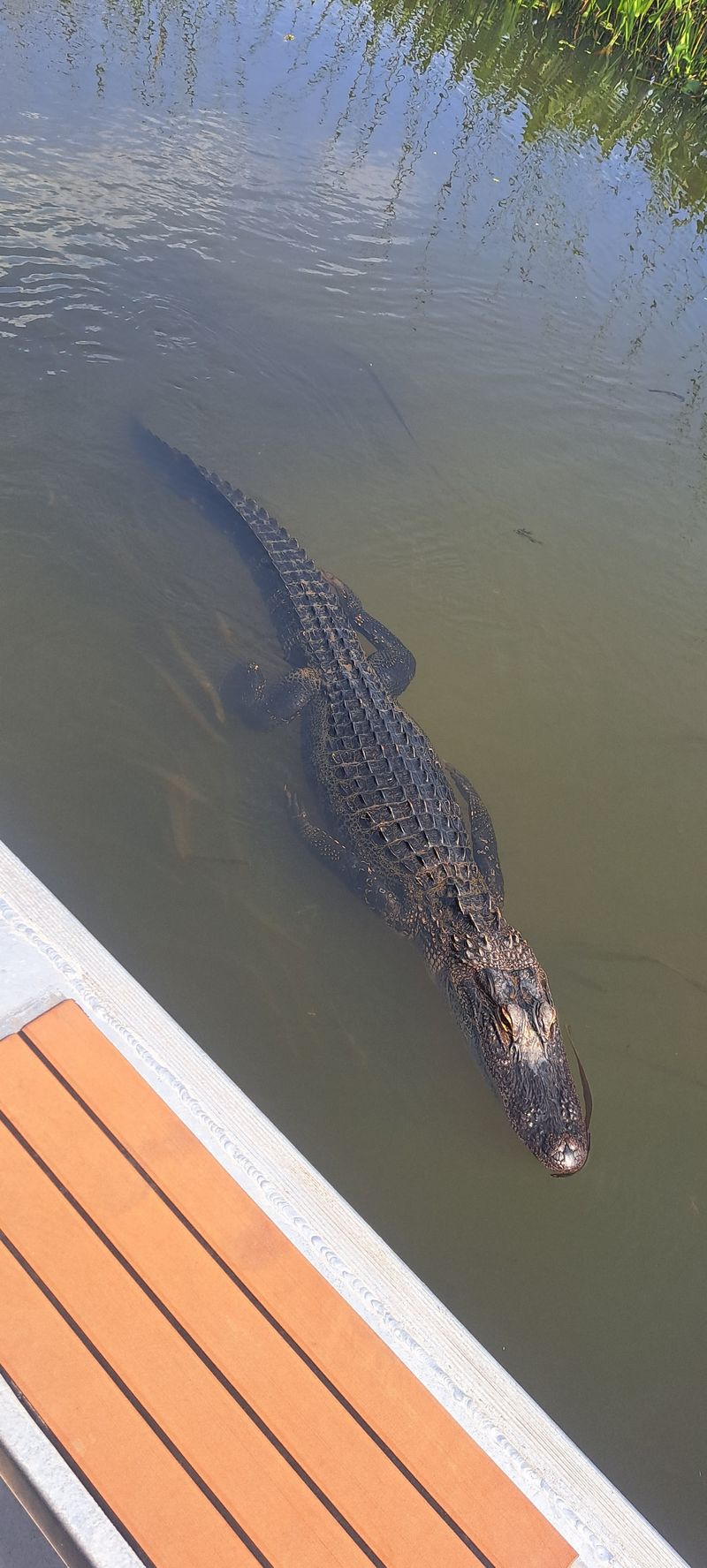 Wildlife and seasons: pelicans, manatees, and tarpon runs