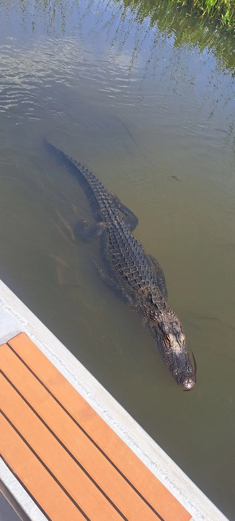 Wildlife and seasons: pelicans, manatees, and tarpon runs