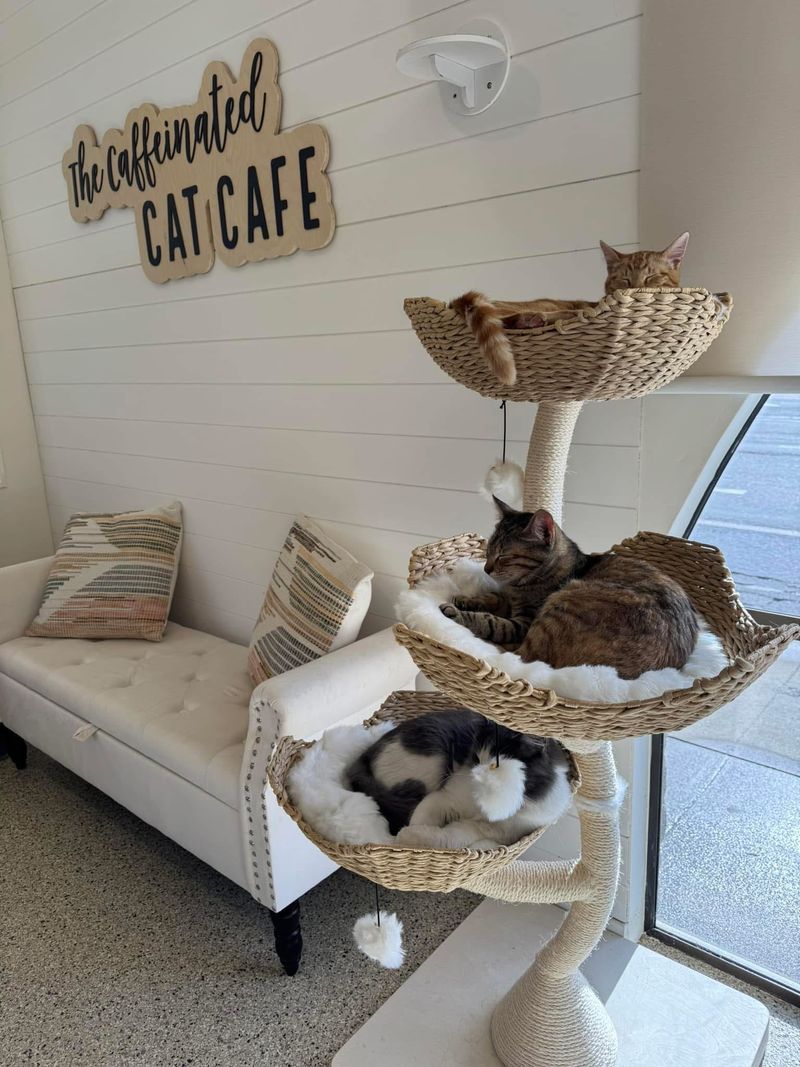 The Caffeinated Cat Cafe &mdash; Grover Beach, CA