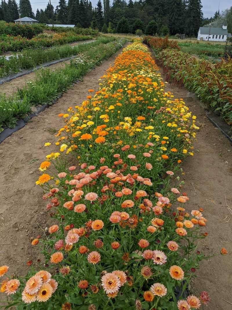 Fat Turnip Farms (Kingston)